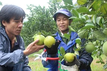 Cam Bãi Phủ tái xuất ở Nghệ An