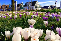 Mê mẩn vườn hoa đẹp như cổ tích của mẹ Việt ở Hà Lan