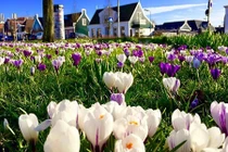 Mê mẩn vườn hoa đẹp như cổ tích của mẹ Việt ở Hà Lan