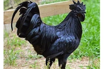 Đại gia Việt săn gà “mặt quỷ” giá 50 triệu/con về ăn Tết