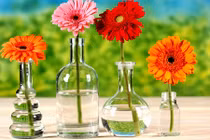 Những loài hoa trưng Tết rước lộc về nhà cho gia chủ