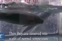 Hóa chất Trung Quốc biến cá đông lạnh bơi lội trở lại