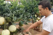 Kỳ công “đắp mặt nạ” cho hàng ngàn quả bưởi đợi chơi Tết