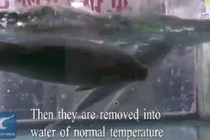 Hóa chất Trung Quốc biến cá đông lạnh bơi lội trở lại