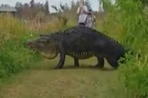 Cá sấu khổng lồ thản nhiên băng qua đường ở Florida