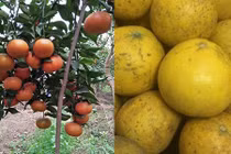 Cách chọn cam canh, bưởi diễn “xịn” phục vụ ngày Tết