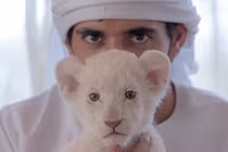 Có thể ngồi tù nếu nuôi báo đốm, sư tử, hổ làm thú cưng