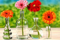 Những loài hoa trưng Tết rước lộc về nhà cho gia chủ