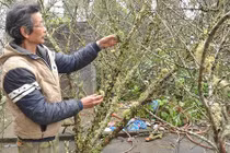 Đào rừng Sa Pa rộn ràng xuống phố