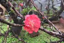 Đào 2 gang tay mạo danh đào Thất Thốn là hàng Trung Quốc