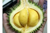 Không rõ nguồn gốc sầu riêng tí hon vẫn cháy hàng