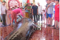 Cá voi mang thai nặng 1 tấn dạt bờ biển Phú Yên