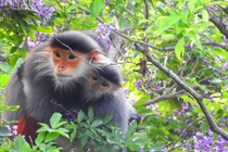 Sống động vọoc ngũ sắc vui đùa ở Sơn Trà