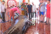 Cá voi mang thai nặng 1 tấn dạt bờ biển Phú Yên