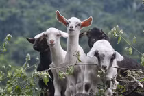 Hòa Bình: Xây cầu cho dê đi qua vách đá dựng đứng 40m