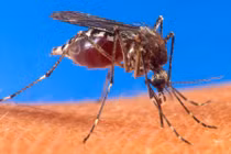 Phát sợ 10 loài côn trùng nguy hiểm nhất thế giới