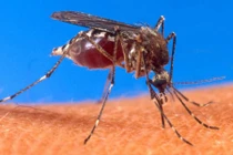 Phát sợ 10 loài côn trùng nguy hiểm nhất thế giới