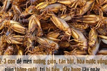 Bài thuốc chữa bệnh cực hay từ những côn trùng quanh ta