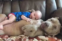 Chó bull khổng lồ dỗ bé trai như người mẹ gây sốt