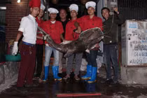 Thêm một “thủy quái” sông Mê Kông xuất hiện ở Hà Nội 