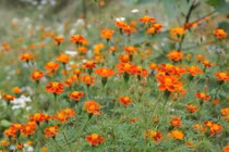 Tháng 10: Mê đắm loài hoa nhuộm vàng đá Hà Giang