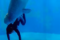 Kinh ngạc những lần động vật là ân nhân cứu mạng người