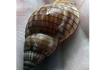 Bình Thuận: Cả gia đình suýt chết vì ăn “ốc ma” 