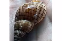 Bình Thuận: Cả gia đình suýt chết vì ăn “ốc ma” 