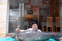 Hàng loạt cá trắm đen “khổng lồ" được cần thủ Hà Nội câu lên bờ