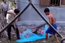 Khiếp đảm hổ mang chúa "lạc" vào nhà dân ở Gia Lai