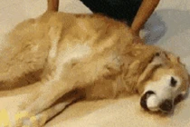 Hài hước với những khoảnh khắc siêu lười của cún yêu