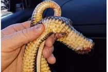 Kết đắng cho rắn độc dám cắn chết chó nhà