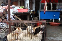 Thông tin gây sốc về lễ hội thịt chó khét tiếng Trung Quốc