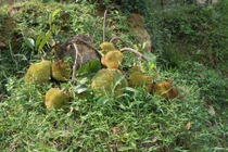 Kỳ lạ cây mít bị chặt vẫn đậu quả ở Nghệ An 