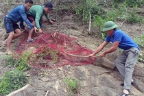 Phát hoảng cảnh trai bản bắt rắn hổ mang chúa