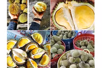 Hoang mang nguồn gốc sầu riêng mini