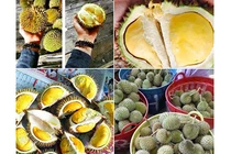 Hoang mang nguồn gốc sầu riêng mini