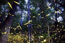 Những khu rừng đom đóm đẹp đến ngỡ ngàng