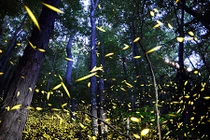 Những khu rừng đom đóm đẹp đến ngỡ ngàng