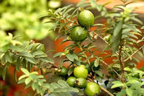 5 loại cây ăn quả thích hợp trồng trong sân nhà phố