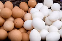 Sự khác nhau ít biết giữa trứng gà màu trắng và nâu 