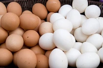 Sự khác nhau ít biết giữa trứng gà màu trắng và nâu 