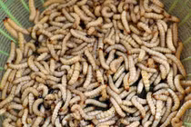 Cận cảnh “săn” sâu măng đưa lên bàn ăn ở Nghệ An