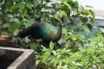Chim công lớn bay lạc vào nhà dân ở Sài Gòn
