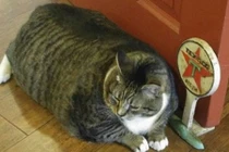 Mèo Mỹ béo phì núng nính cố nằm ngửa mãi không được