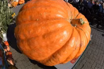 Giật mình trái bí khổng lồ 763kg ngỡ trong truyện cổ tích