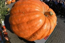 Giật mình trái bí khổng lồ 763kg ngỡ trong truyện cổ tích