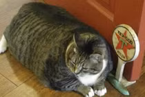 Mèo Mỹ béo phì núng nính cố nằm ngửa mãi không được