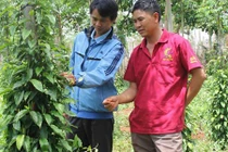 Gia Lai xuất hiện giống tiêu... lạ