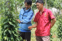 Gia Lai xuất hiện giống tiêu... lạ